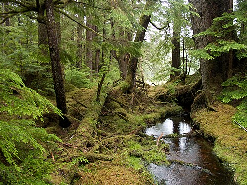 Temperate rainforest